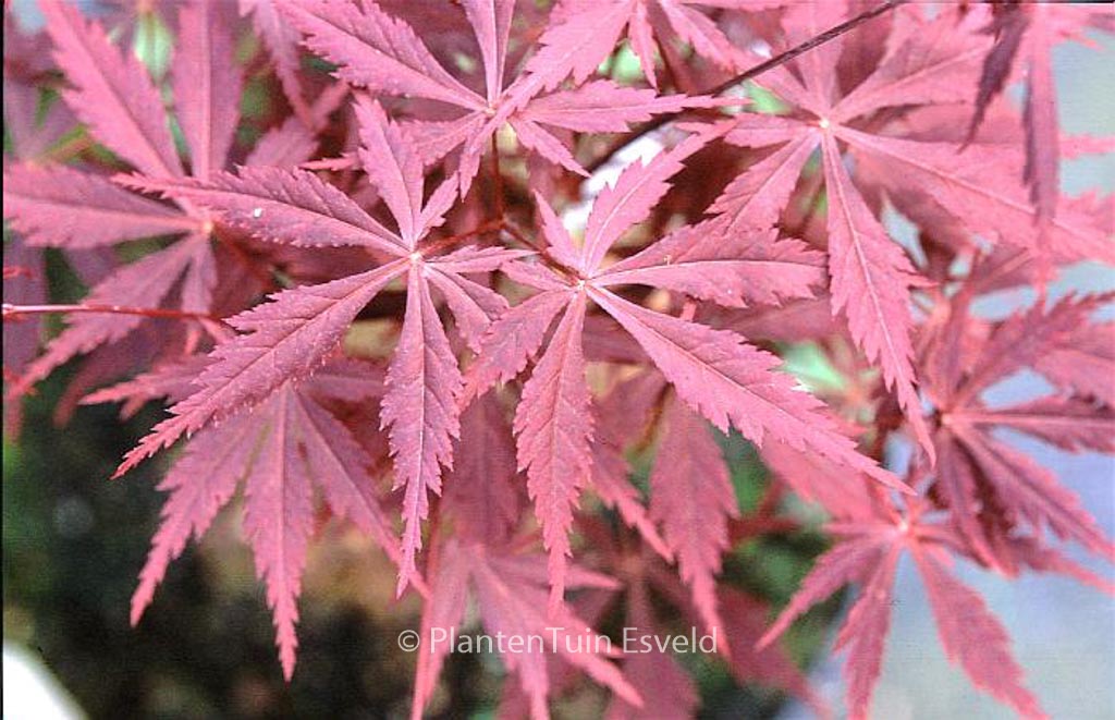 Acer palmatum ‚Kuro-kami-yama‘