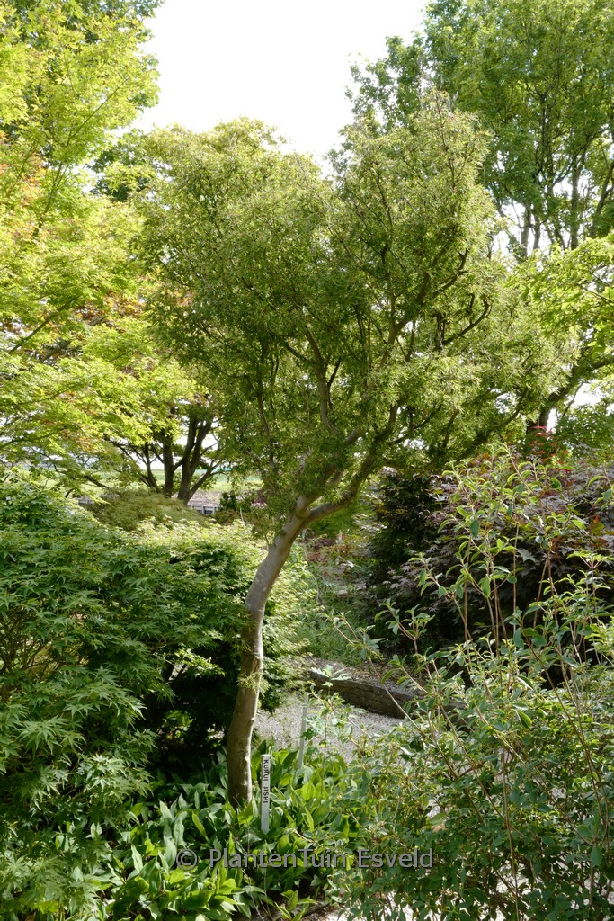 Acer palmatum ‚Kurui-jishi‘