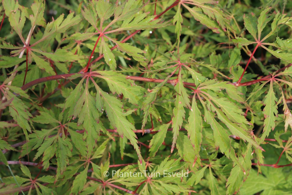 Acer palmatum ‚Kyogu-shidare‘