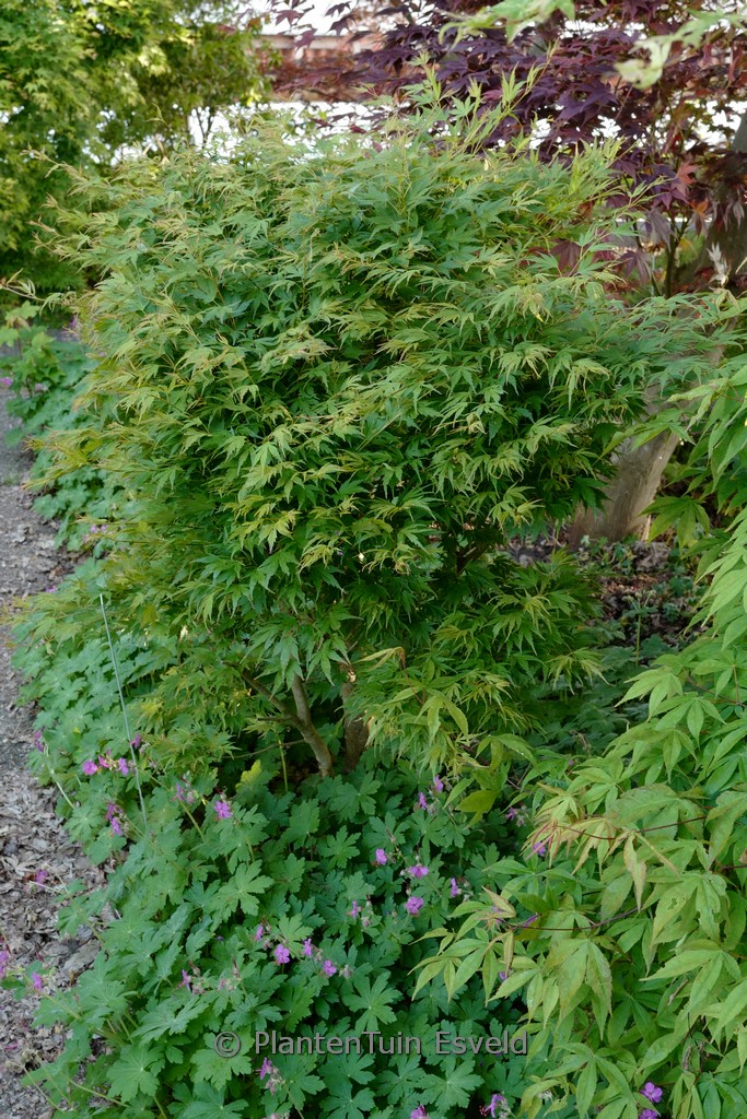 Acer palmatum ‚Kyohryuh‘