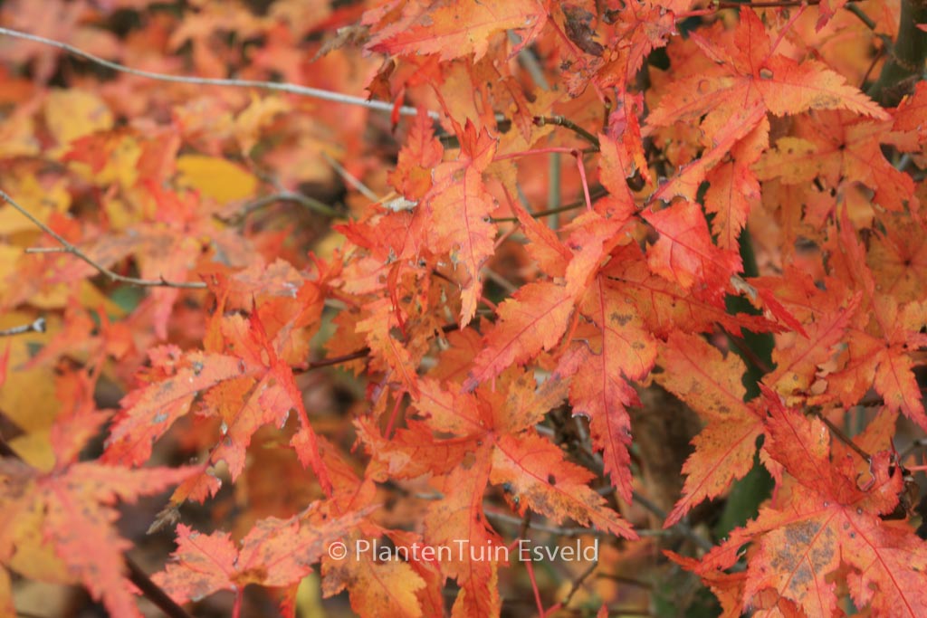 Acer palmatum ‚Kyra‘