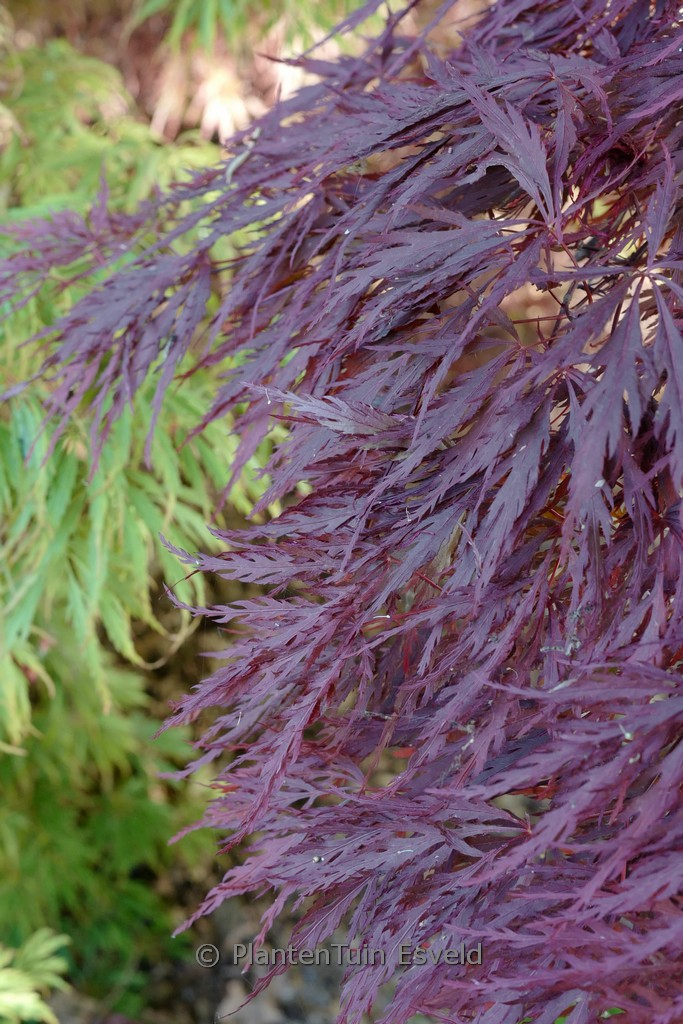 Acer palmatum ‚Lace Lady‘