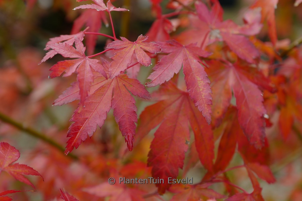 Acer palmatum ‚Lady’s Choice‘