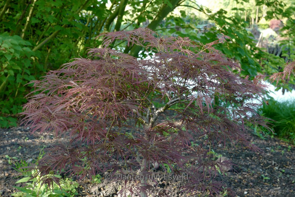 Acer palmatum ‚Laura’s Love‘