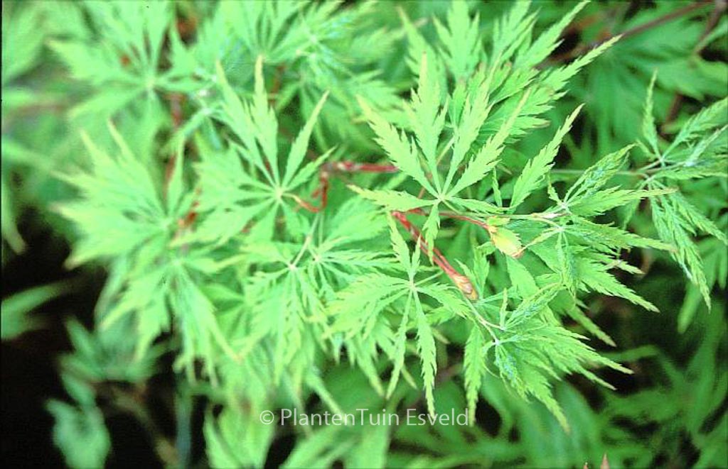 Acer palmatum ‚Lemon Chiffon‘