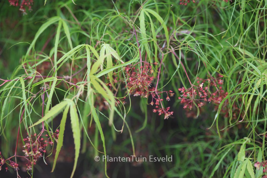Acer palmatum ‚Linearilobum‘