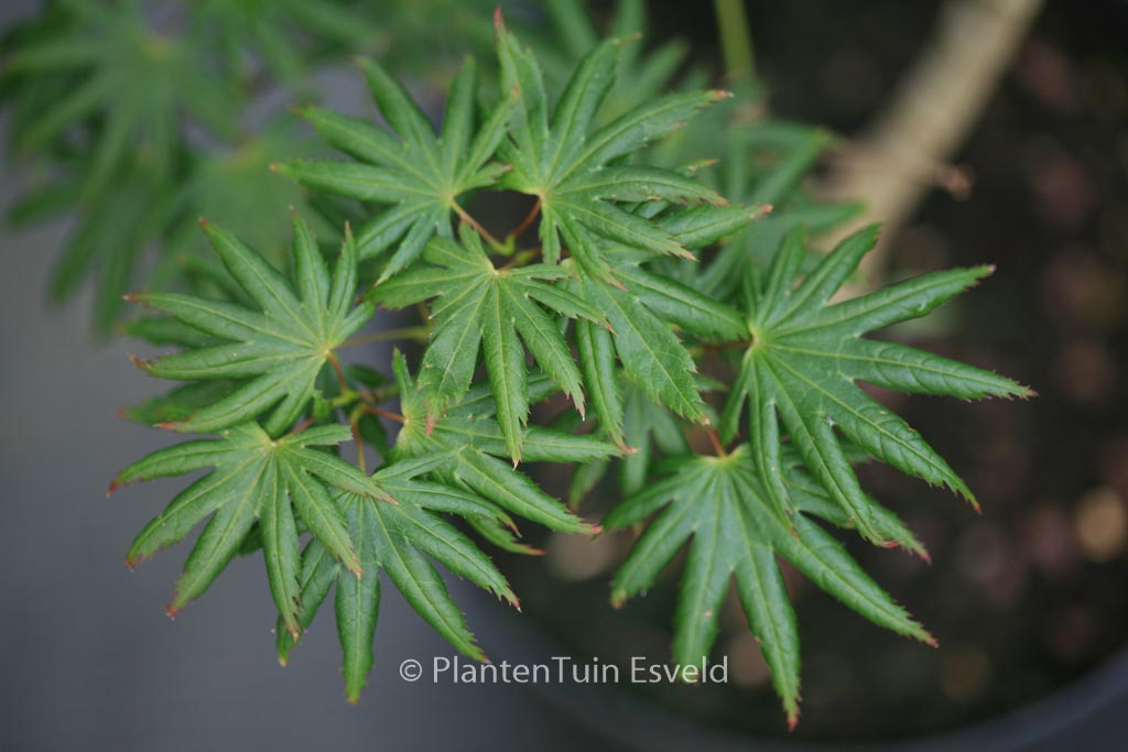 Acer palmatum ‚Little Green Star‘