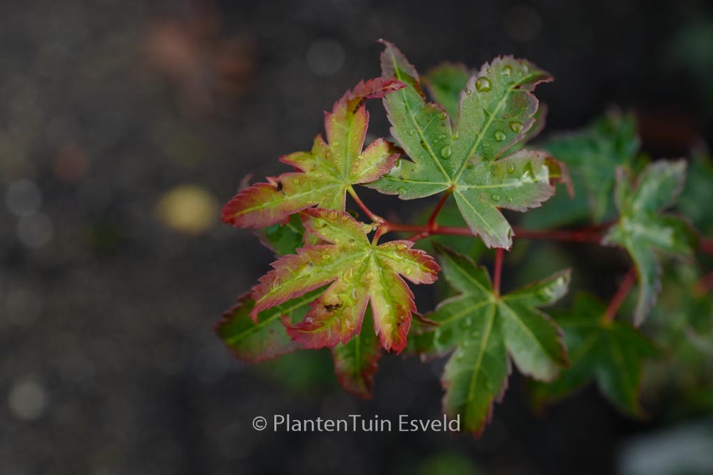 Acer palmatum ‚Little Margie‘