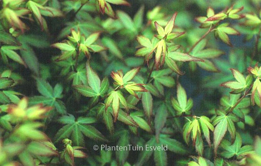Acer palmatum ‚Little Princess‘