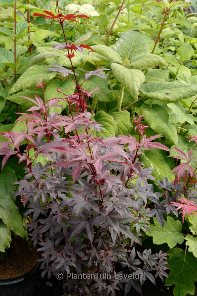 Acer palmatum ‚Little Red‘
