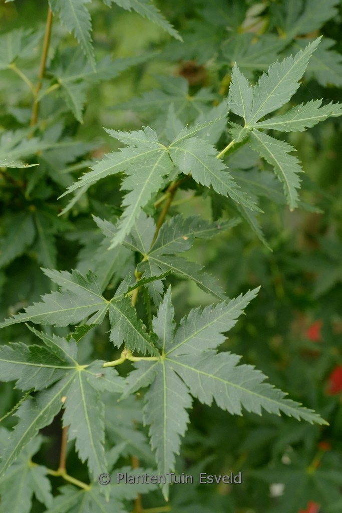 Acer palmatum ‚Little Richard‘