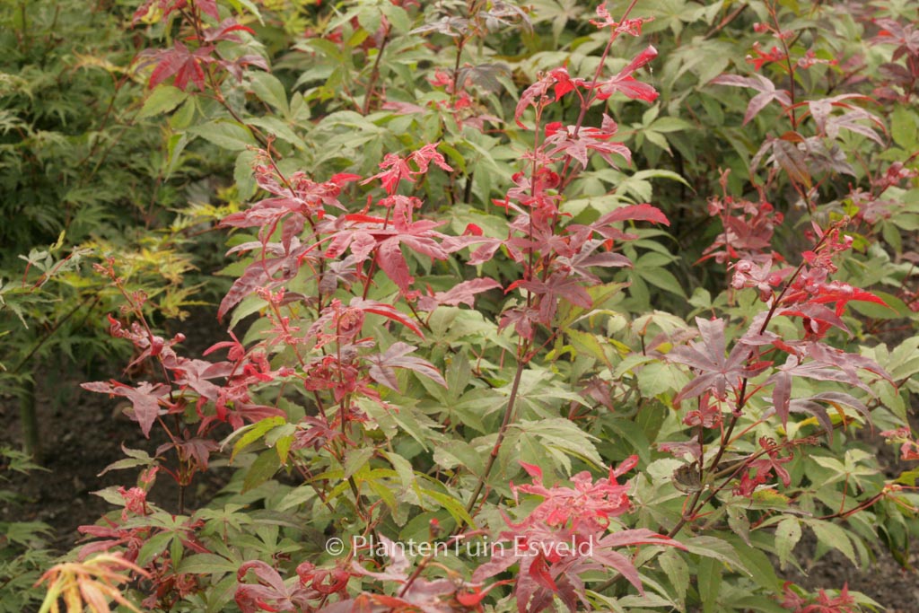 Acer palmatum ‚Long Men‘