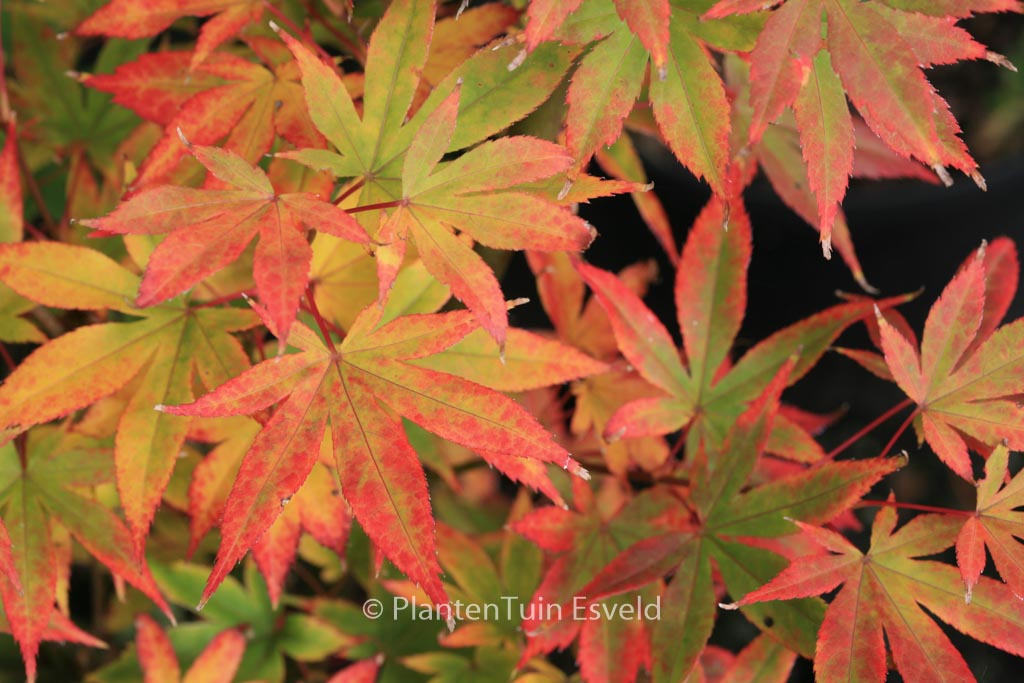 Acer palmatum ‚Lucky Star‘