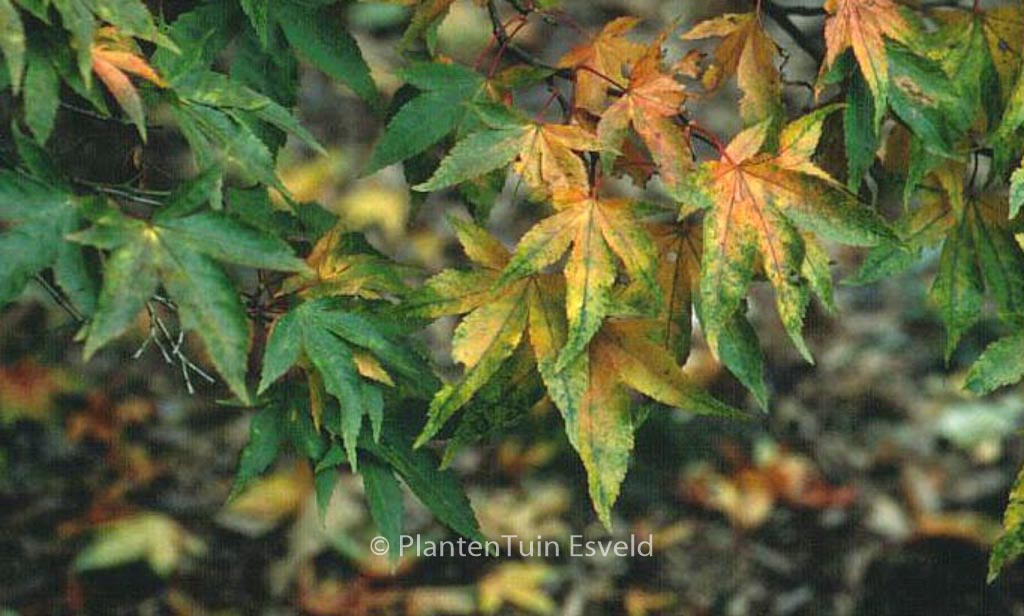 Acer palmatum ‚Lutescens‘