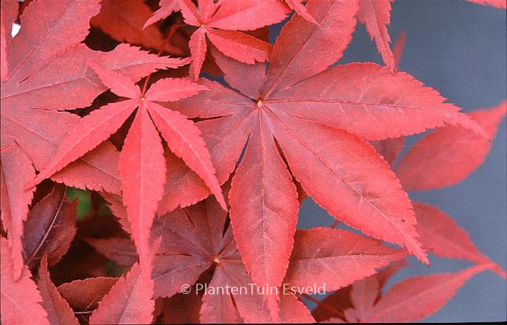 Acer palmatum ‚Mallet‘
