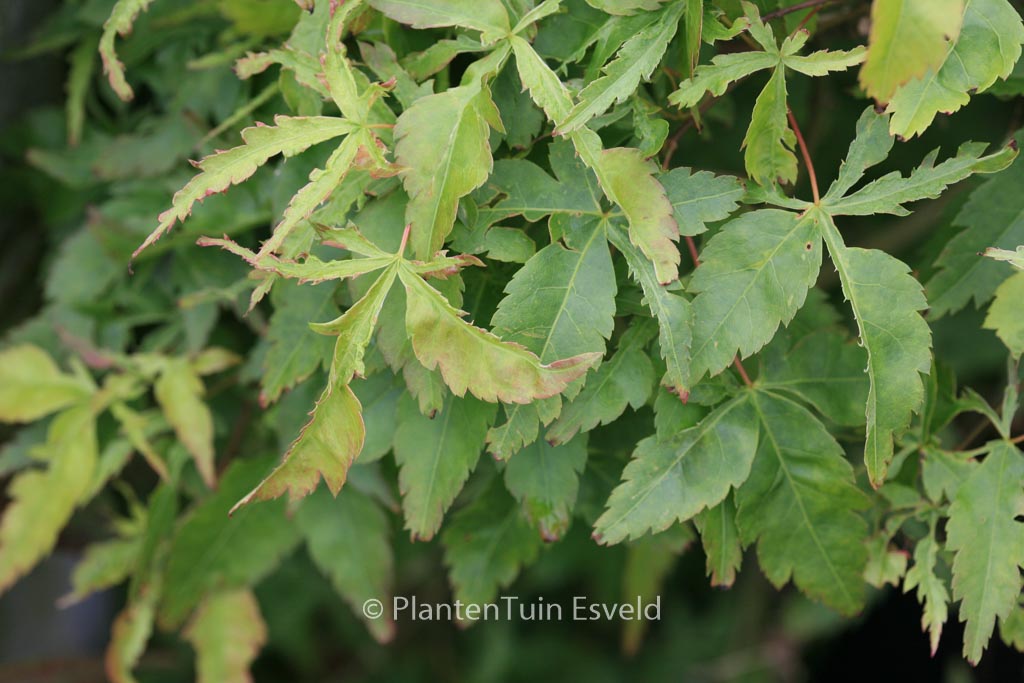 Acer palmatum ‚Mama‘