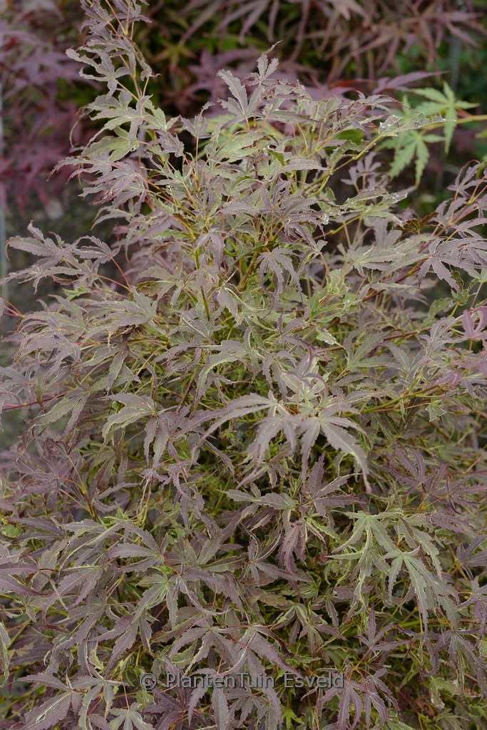 Acer palmatum ‚Manyoh-no-sato‘