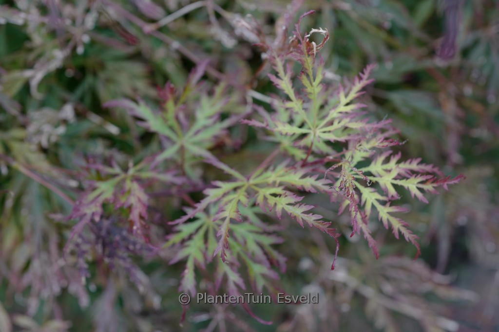 Acer palmatum ‚Marielle‘