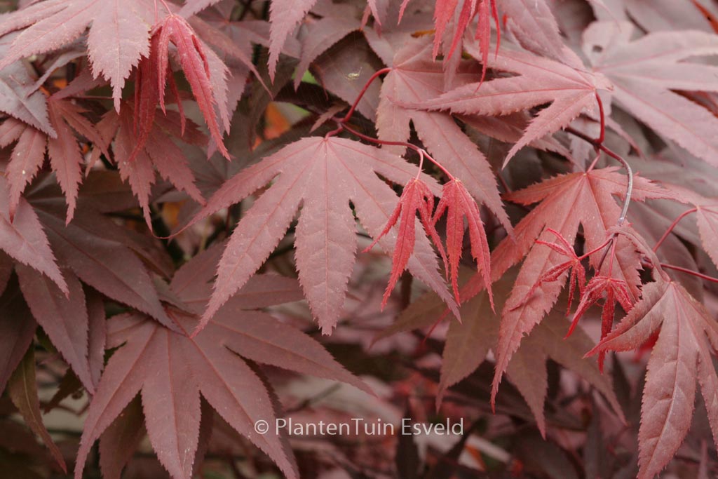Acer palmatum ‚Marjan‘