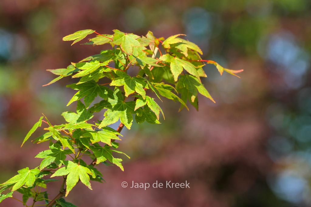 Acer palmatum ‚Masa-yoshi‘