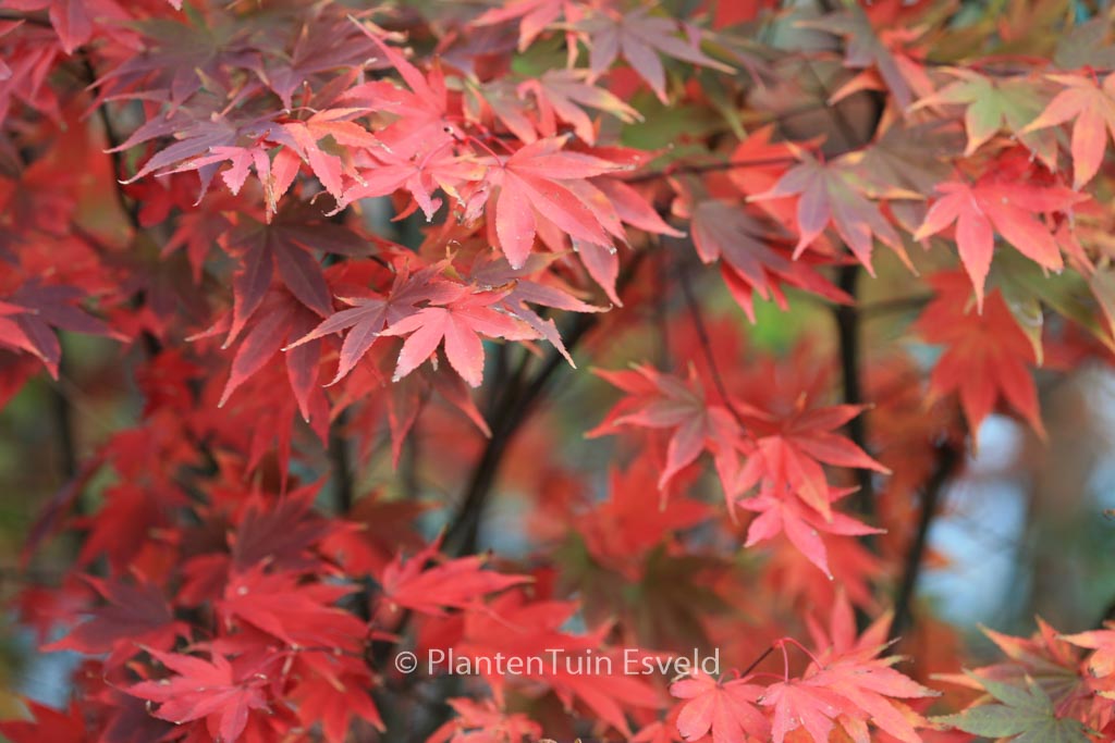 Acer palmatum ‚Masu-murasaki‘