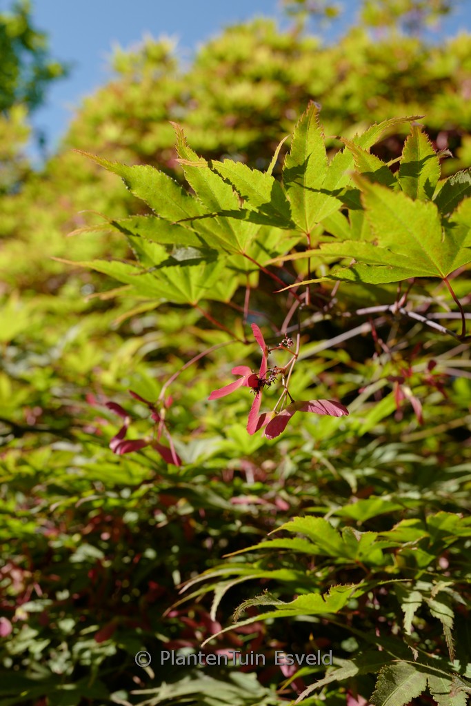 Acer palmatum ‚Matsu-Kaze‘