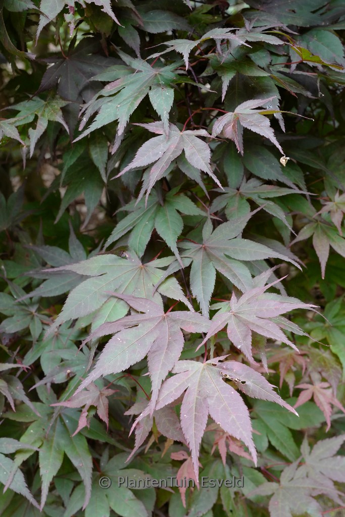 Acer palmatum ‚Matsu-kubo‘