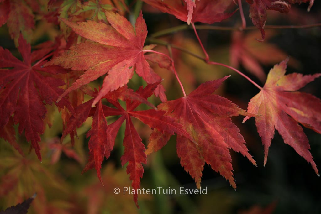 Acer palmatum ‚Matsuo‘