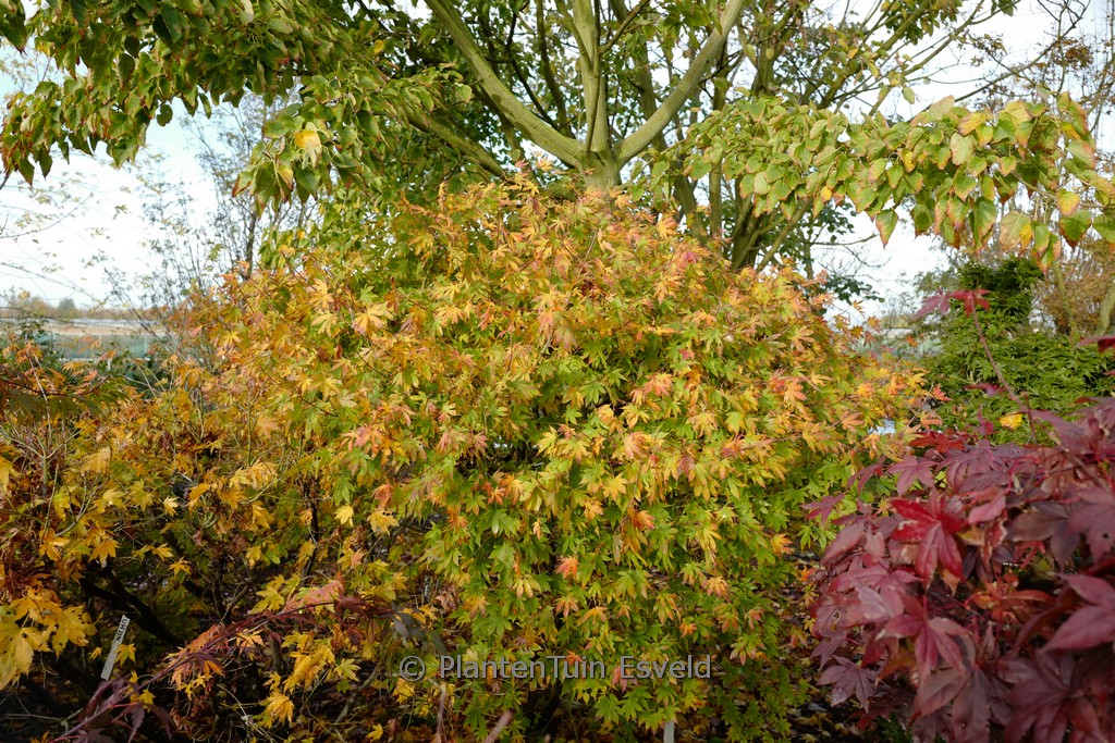 Acer palmatum ‚Meihoh-nishiki‘