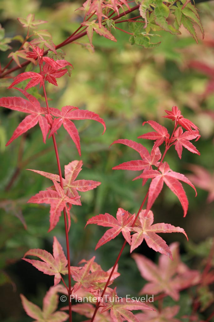 Acer palmatum ‚Melanie‘