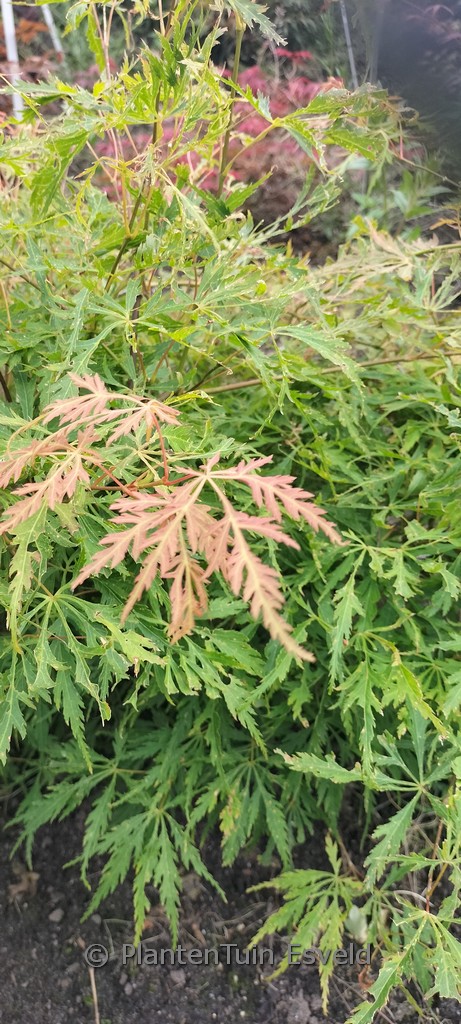 Acer palmatum ‚Michael Dirr‘