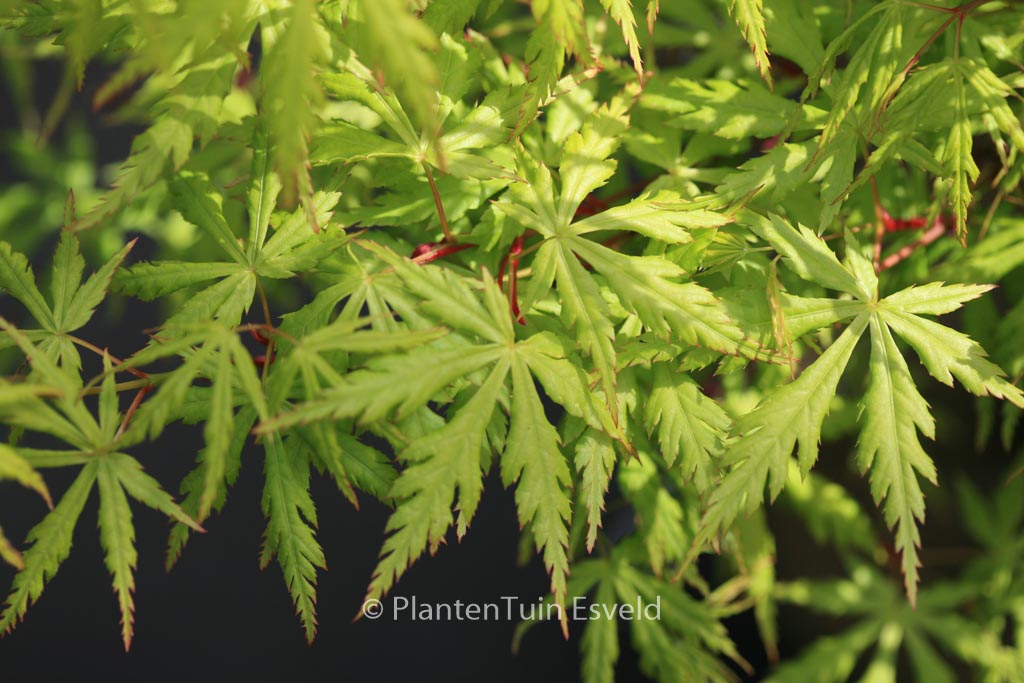 Acer palmatum ‚Midori-mure-hibari‘