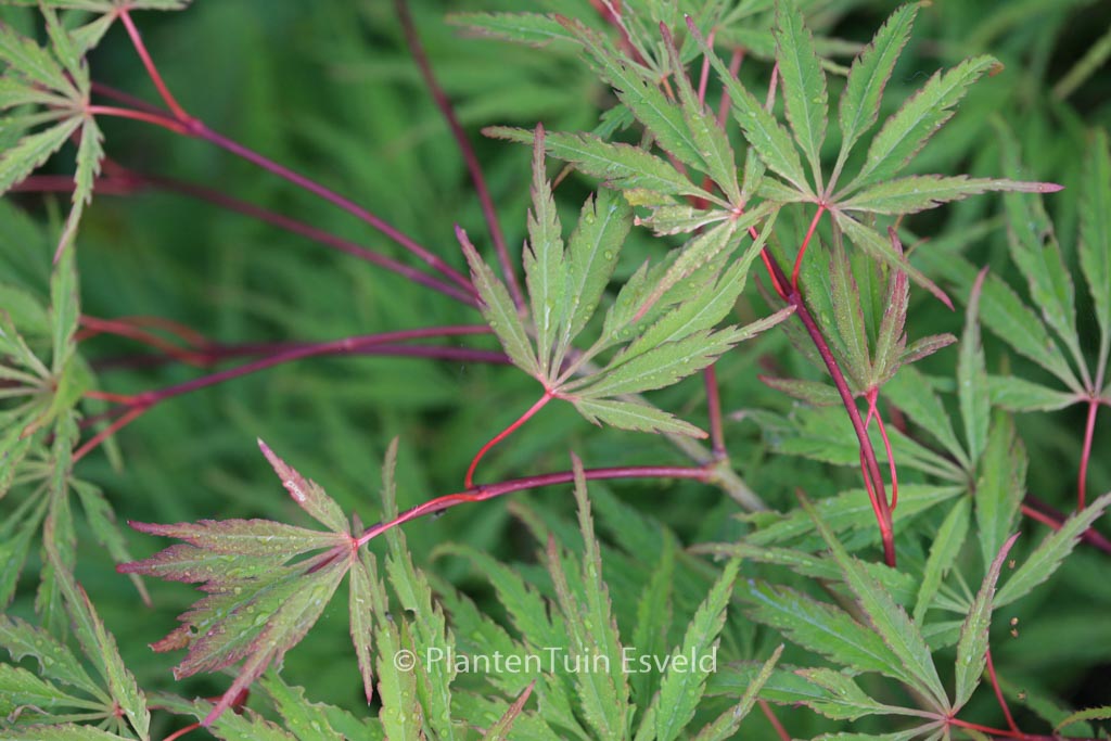 Acer palmatum ‚Midori-no-teiboku‘