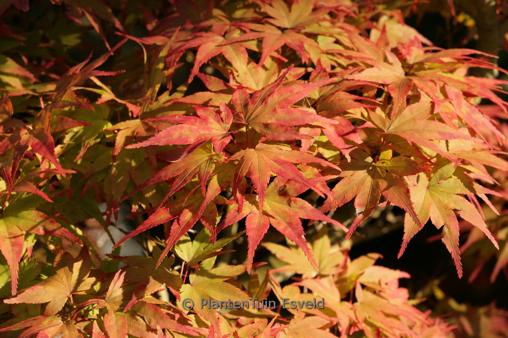 Acer palmatum ‚Mikawa-yatsubusa‘