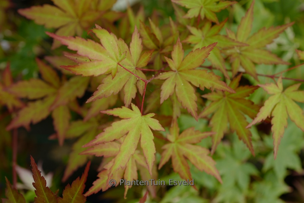Acer palmatum ‚Mila‘
