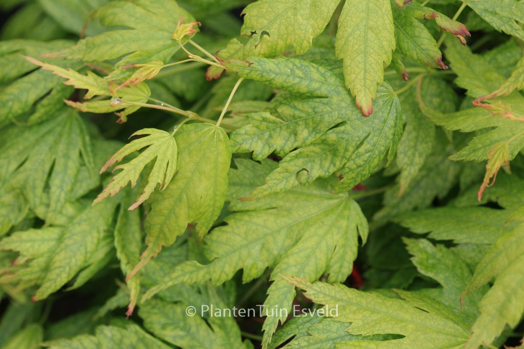 Acer palmatum ‚Mimaye‘