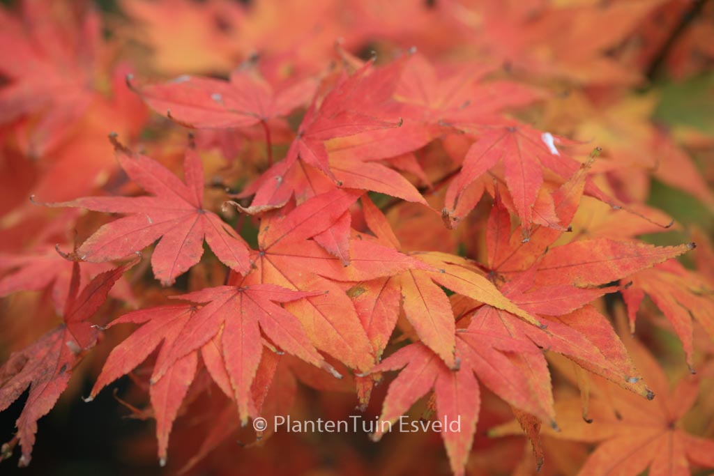 Acer palmatum ‚Mini Mondo‘