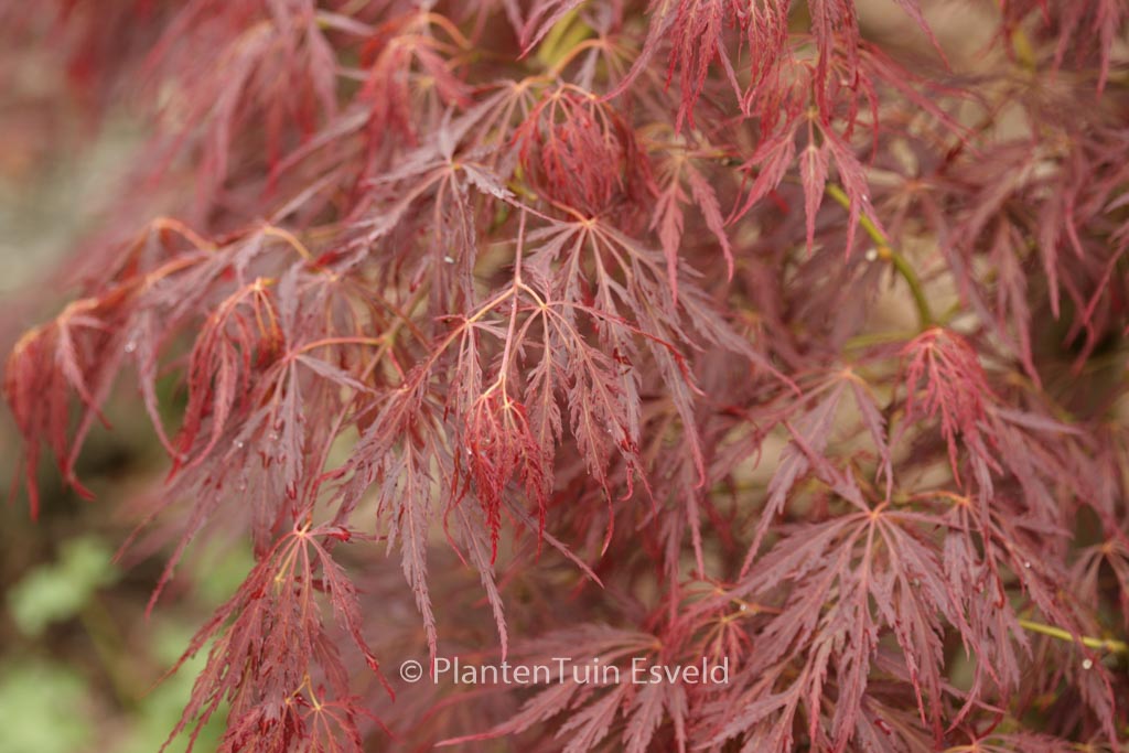 Acer palmatum ‚Mioun‘