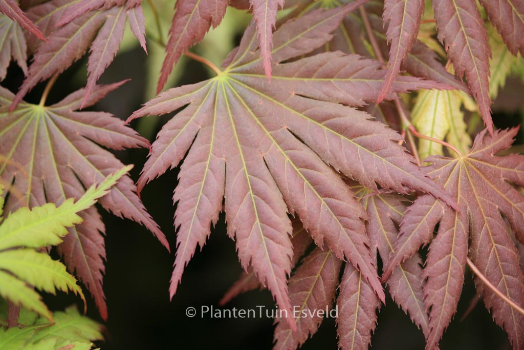 Acer palmatum ‚Mirte‘