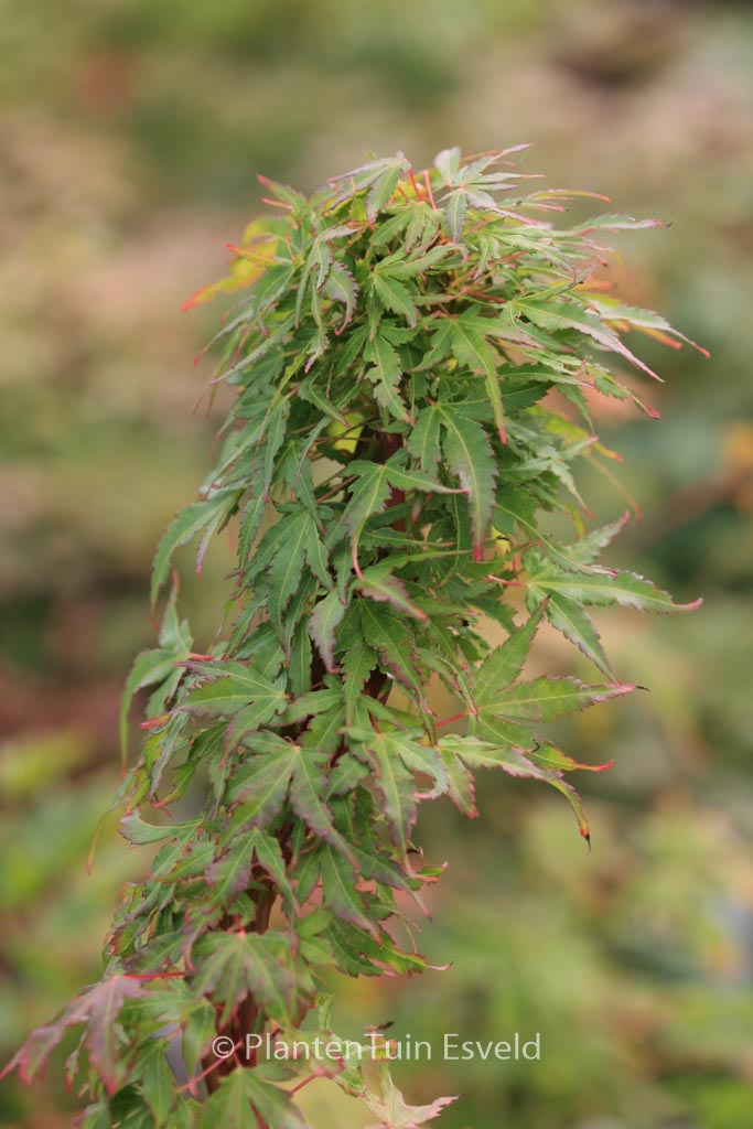 Acer palmatum ‚Miss Piggy‘