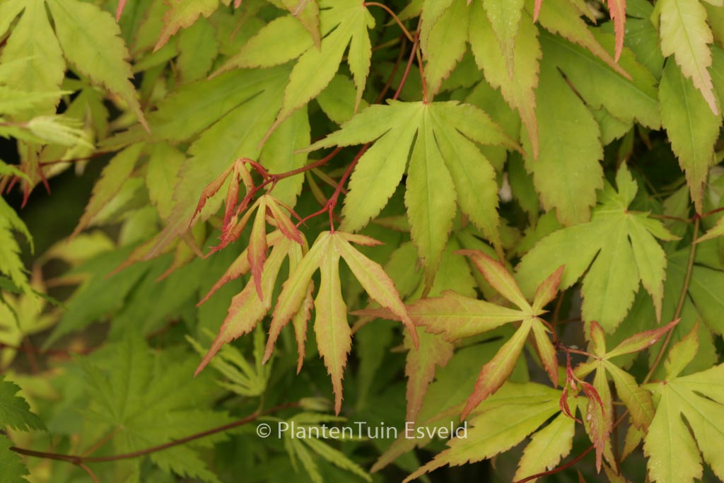 Acer palmatum ‚Misty Moon‘