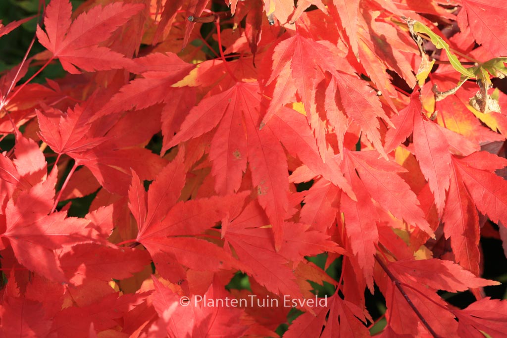 Acer palmatum ‚Momenshide‘
