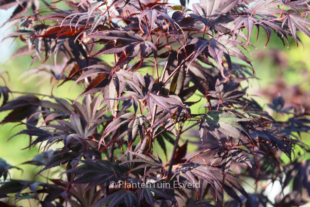 Acer palmatum ‚Momiji-gawa‘