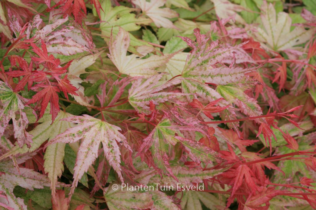 Acer palmatum ‚Momoiro-koyasan‘
