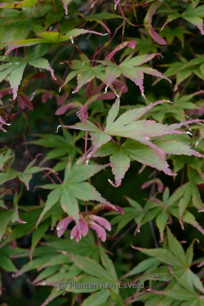Acer palmatum ‚Mon Papa‘