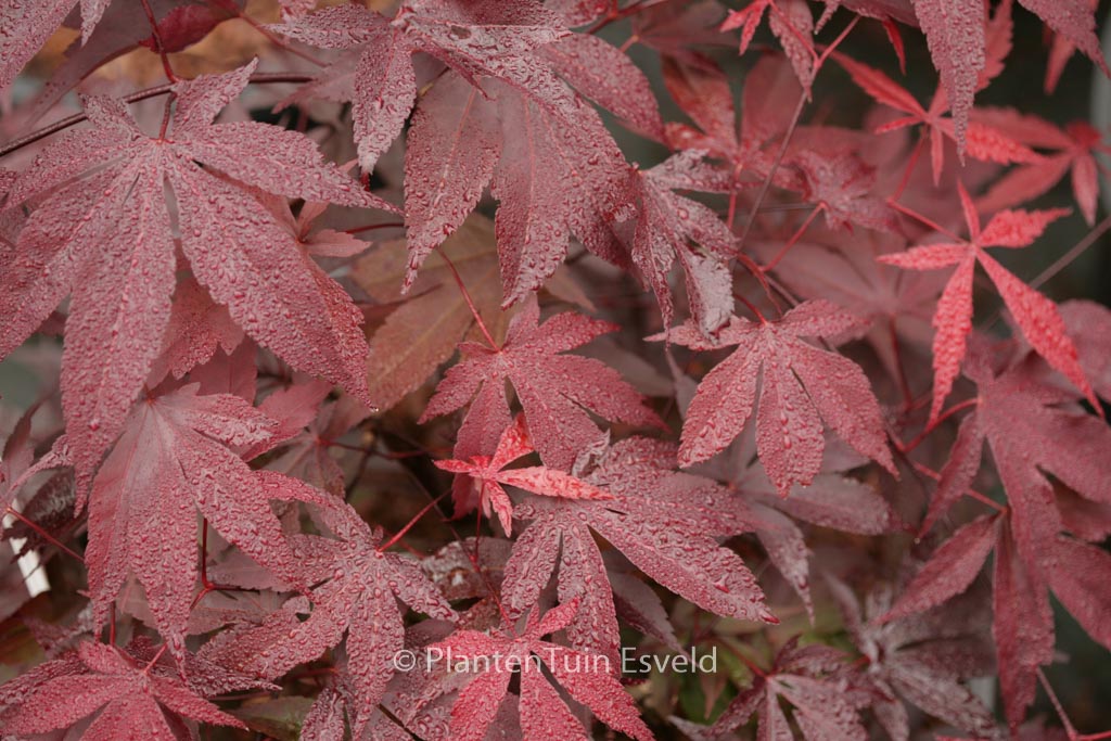 Acer palmatum ‚Moonshadow‘