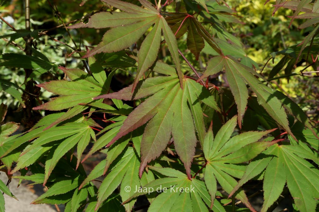 Acer palmatum ‚Mori-no-miya‘