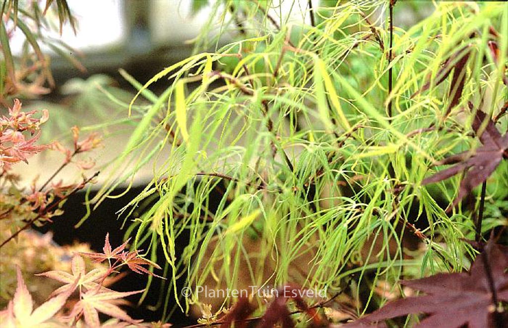 Acer palmatum ‚Mugiwara-nishiki‘