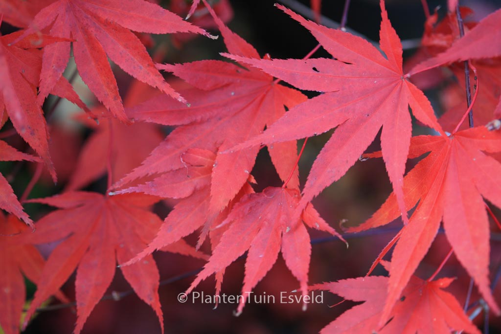 Acer palmatum ‚Murasaki-iroha‘