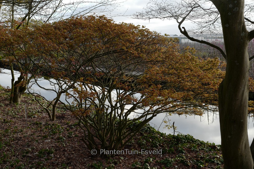 Acer palmatum ‚Murasaki-kiyohime‘